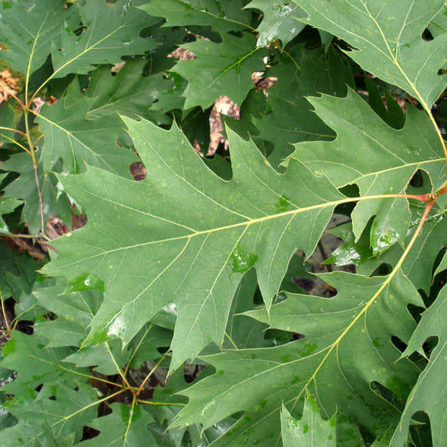 Quercus rubra