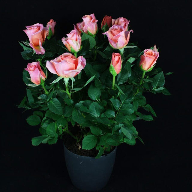 Mini Rose Steppe Ovation Fine Webbing