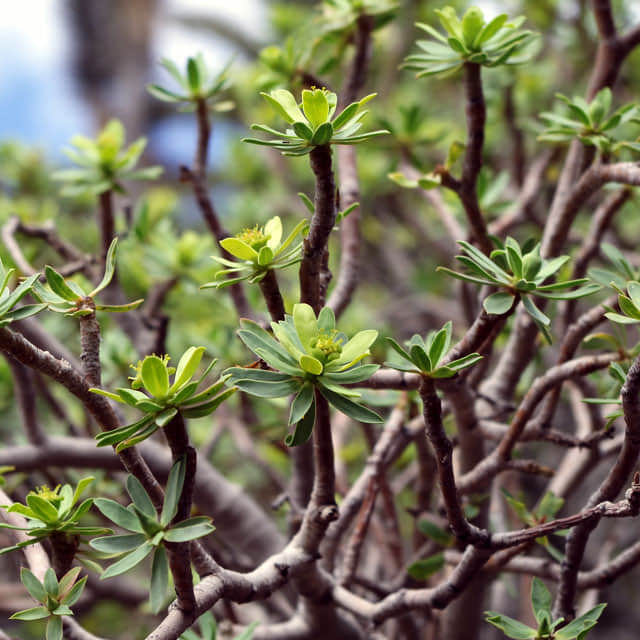 Euphorbia balsamifera