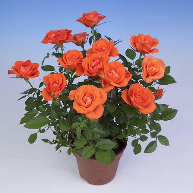 Mini Rose Salmon Star Fine Webbing