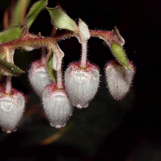 Gaultheria shallon