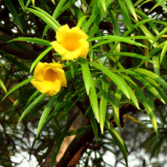 Thevetia neriifolia