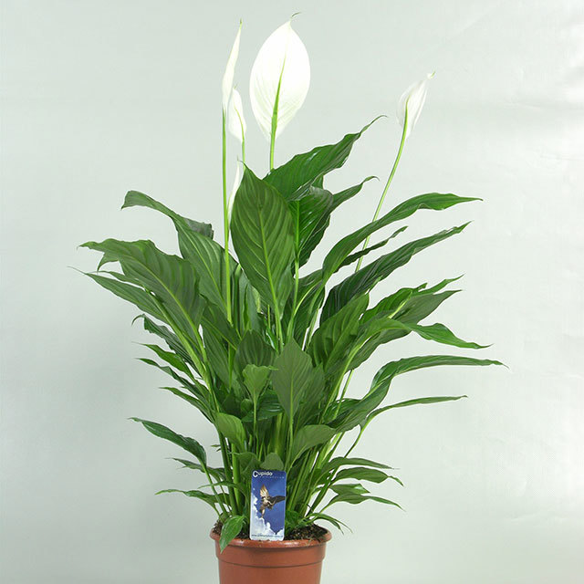 Spathiphyllum Figaro White Powder
