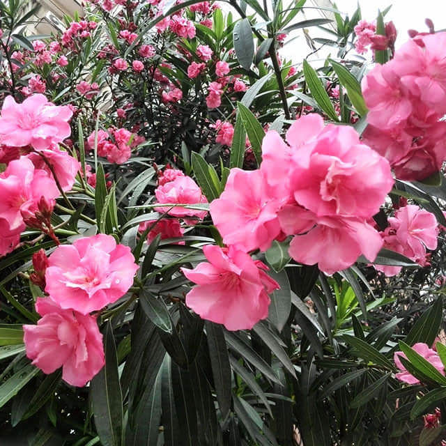 Nerium indicum