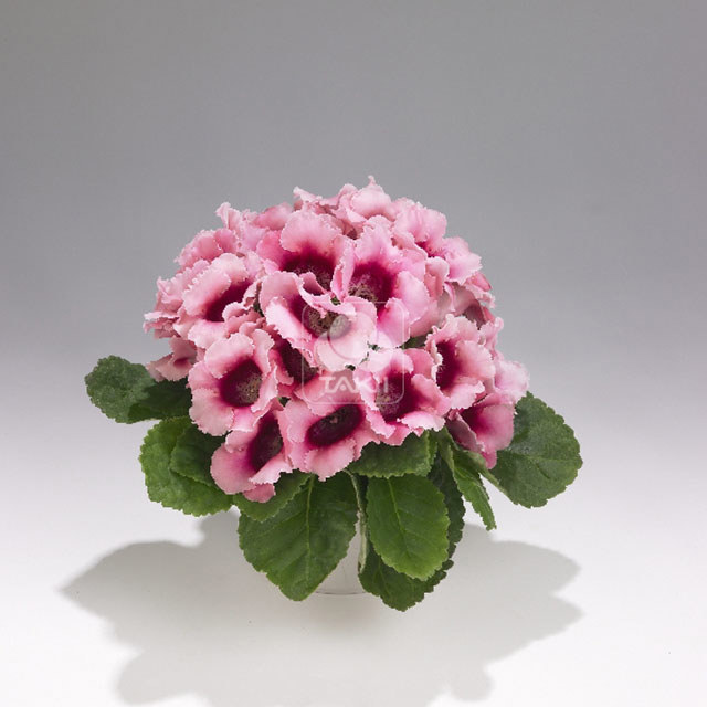 Sinningia speciosa Empress Pink Bicolor White Powder
