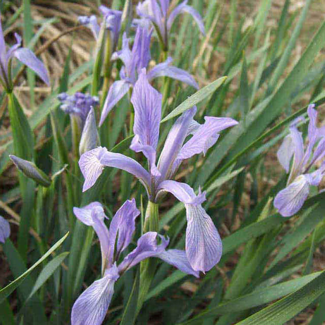 Iris lactea chinensis