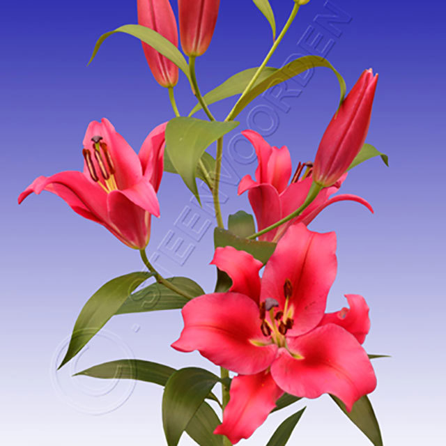 Lilium OT Champaign Sudden Leaf Drop