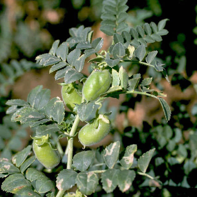 Cicer arietinum