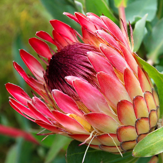Protea Sylvia
