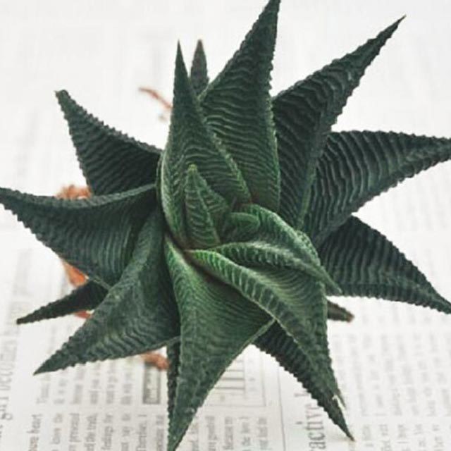 Haworthia limifolia White Cottony Spots