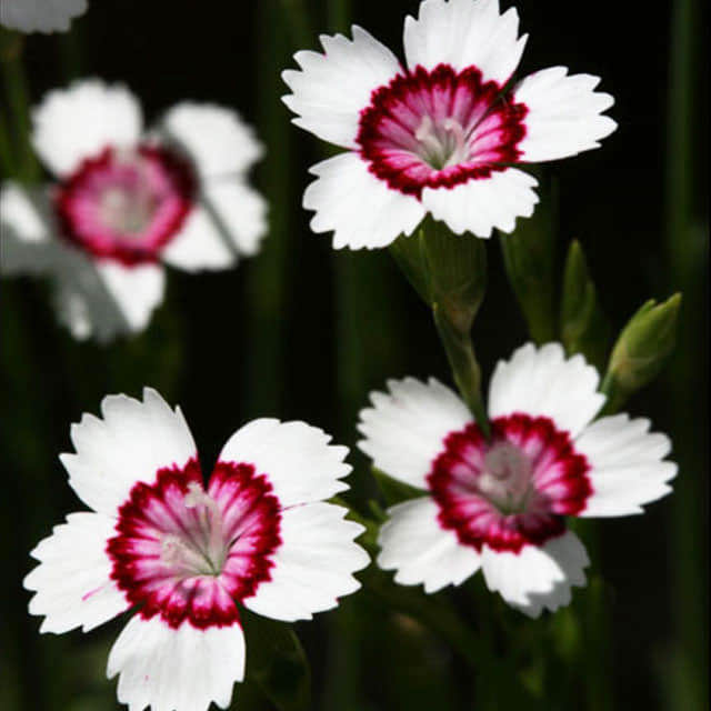 Dianthus deltoides