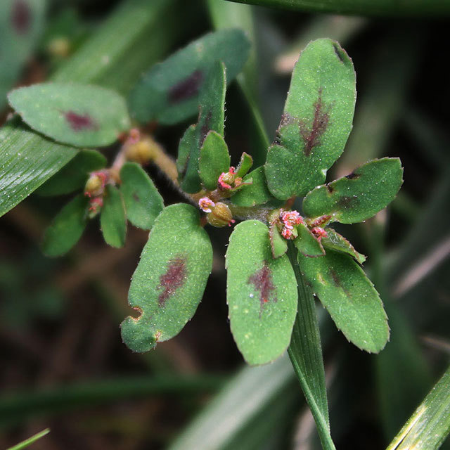 Euphorbia supina Foglie appiccicose