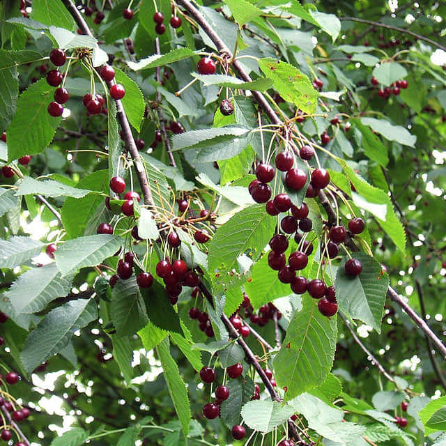 Prunus avium
