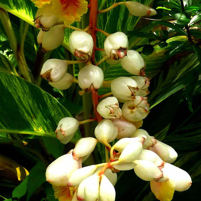 Amomum tsaoko