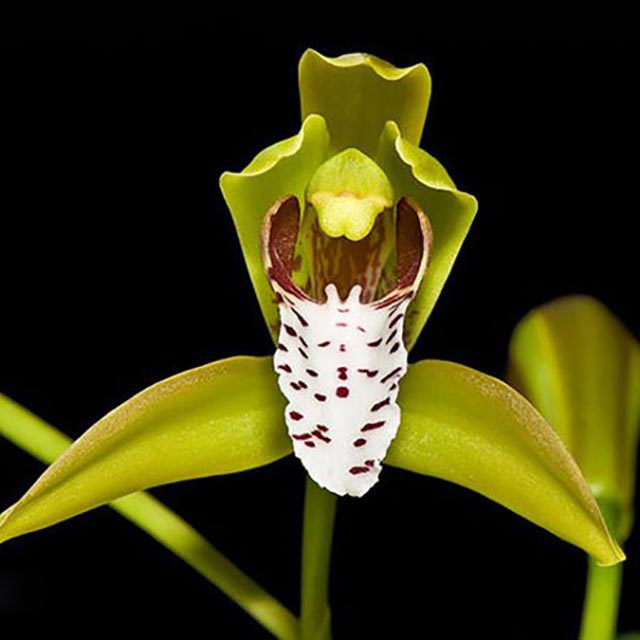 Cymbidium tigrinum