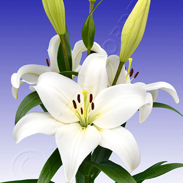 Lilium hybrid Merente Ragnatele sottili
