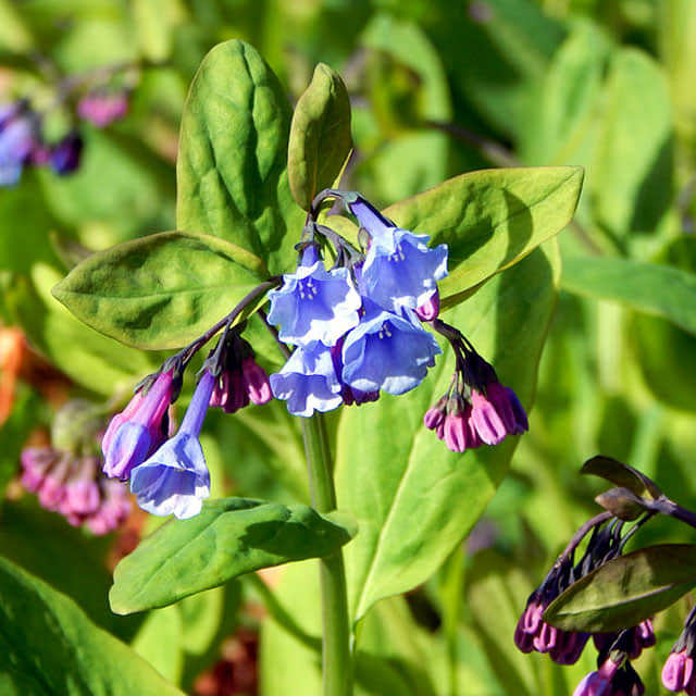 Mertensia virginica