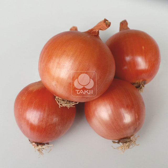 Onion Teon 307 F1 Brown Leaf Tips