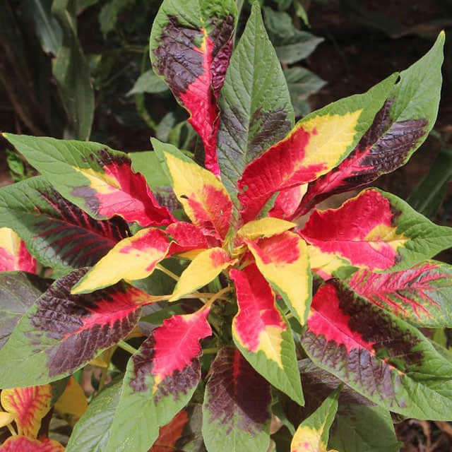 Amaranthus tricolor