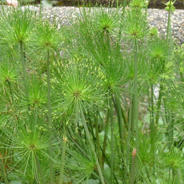 Cyperus papyrus