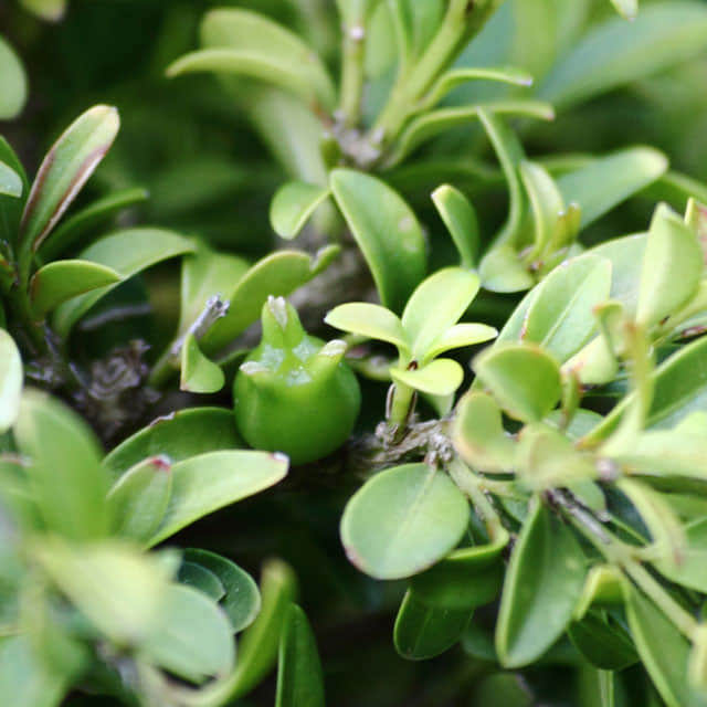 Buxus microphylla insularis
