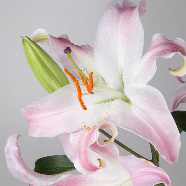 Lily Broadway Pink Drooping Leaves