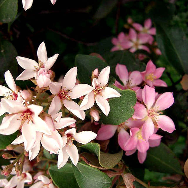 Rhaphiolepis umbellata