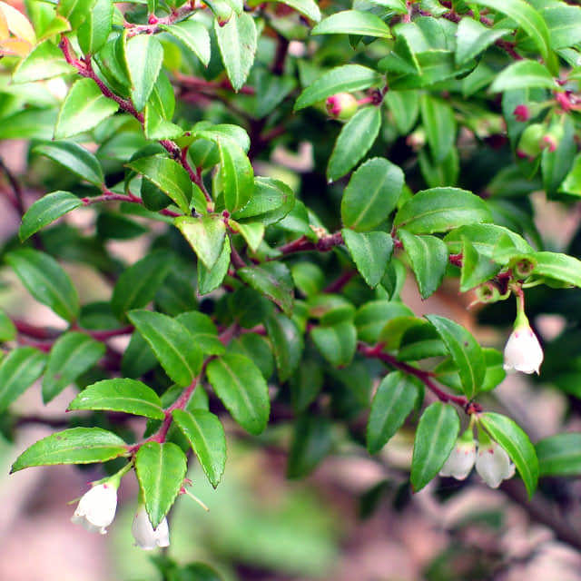 Vaccinium ovatum