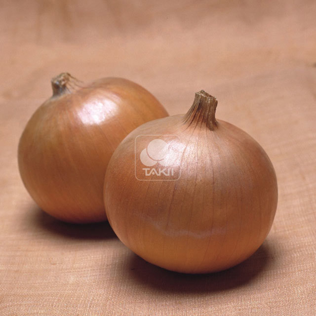 Onion Superon F1 Leggy Stems