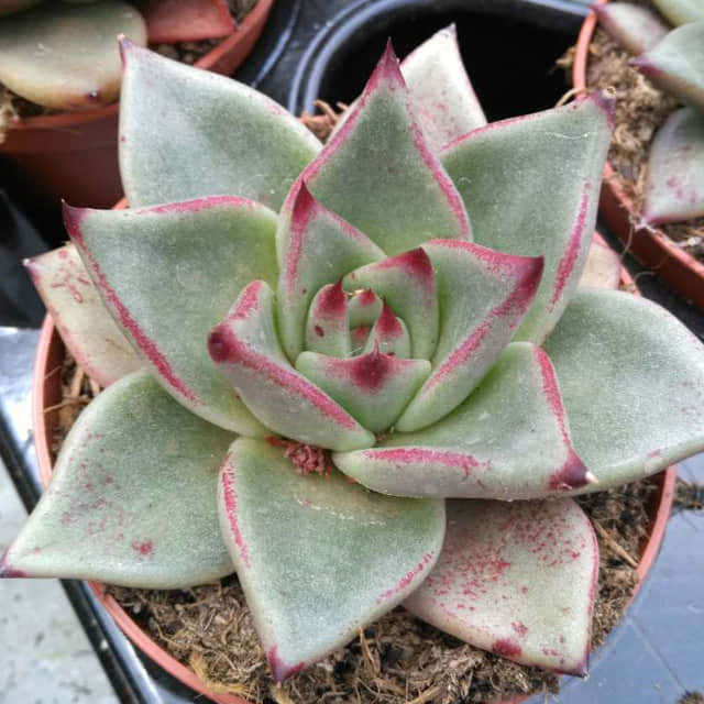Echeveria agavoides Sirius Brown Leaf Tips
