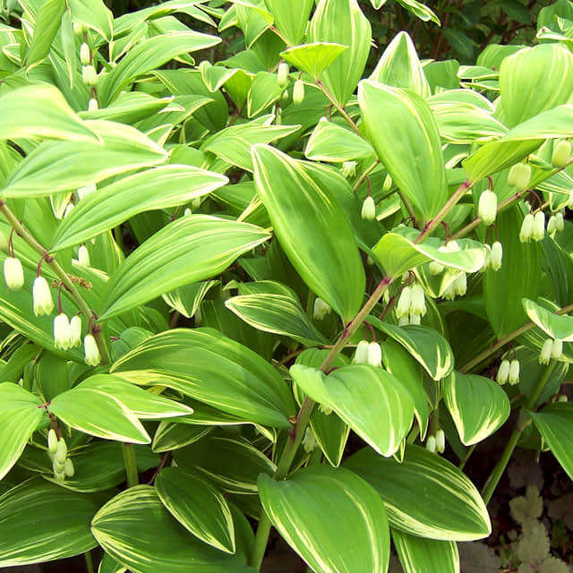 Polygonatum odoratum Variegatum