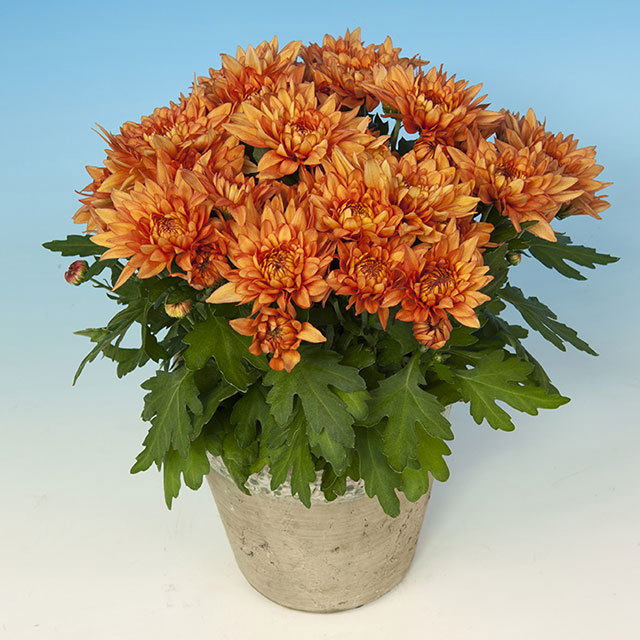 Chrysanthemum Barbosa White Powder
