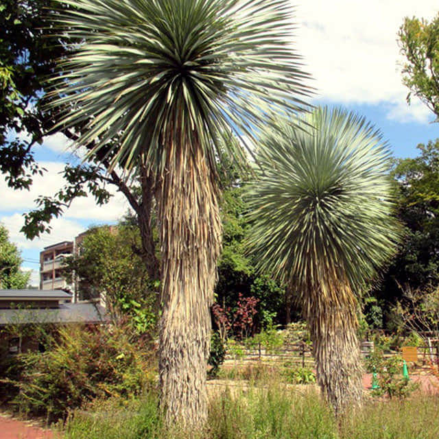 Yucca rostrata