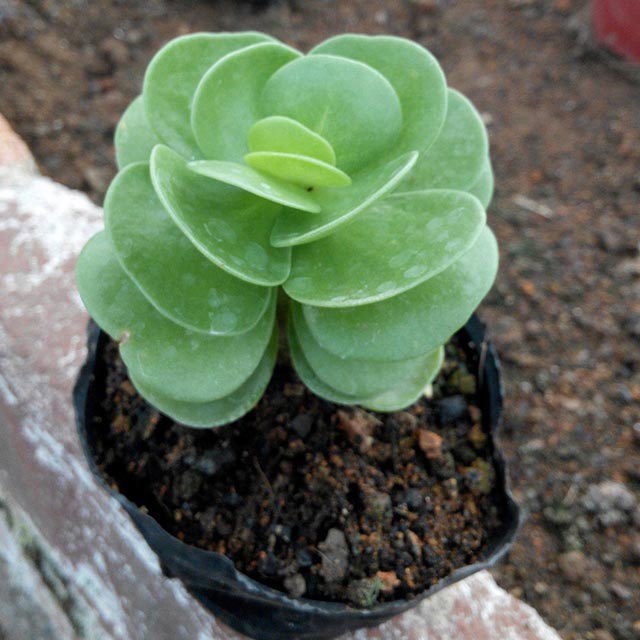 Portulaca molokiniensis