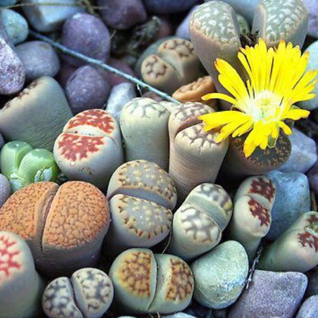 Lithops pseudotruncatella White Cottony Spots