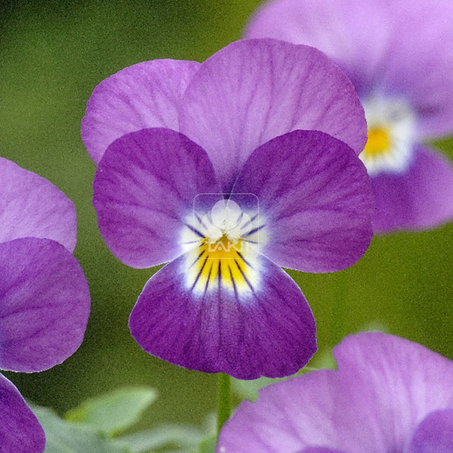 Viola cornuta Lilac Rose White Centre Fine Webbing