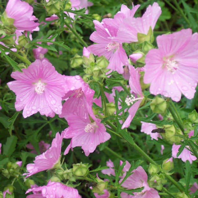 Malva moschata