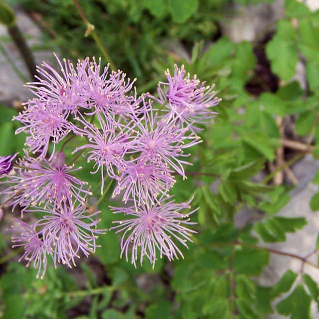 Thalictrum aquilegiifolium