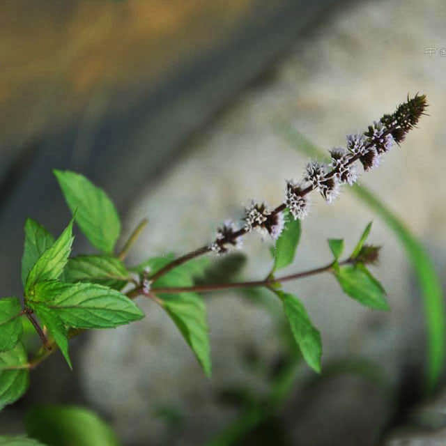 Mentha spicata Leggy Stems