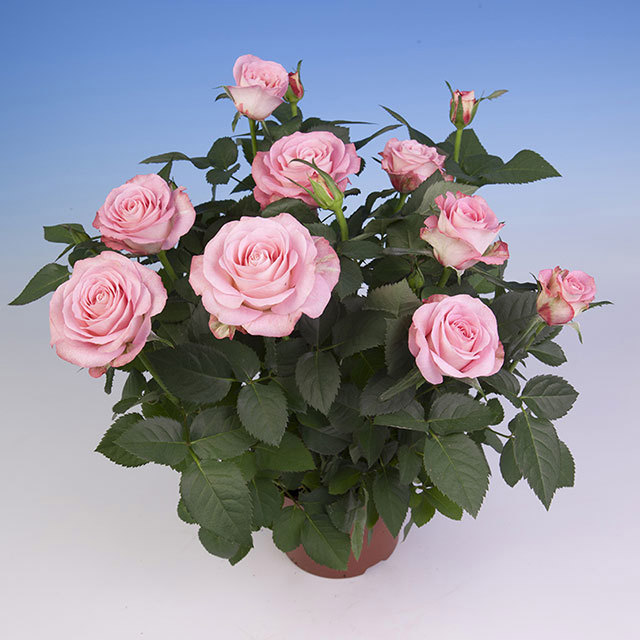Mini Rose Paint Star Leggy Stems