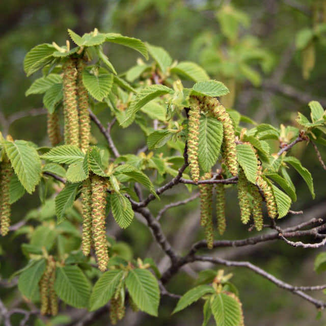 Ostrya carpinifolia