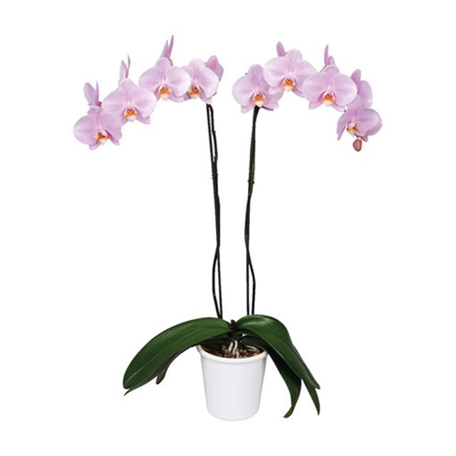 Phalaenopsis Manila