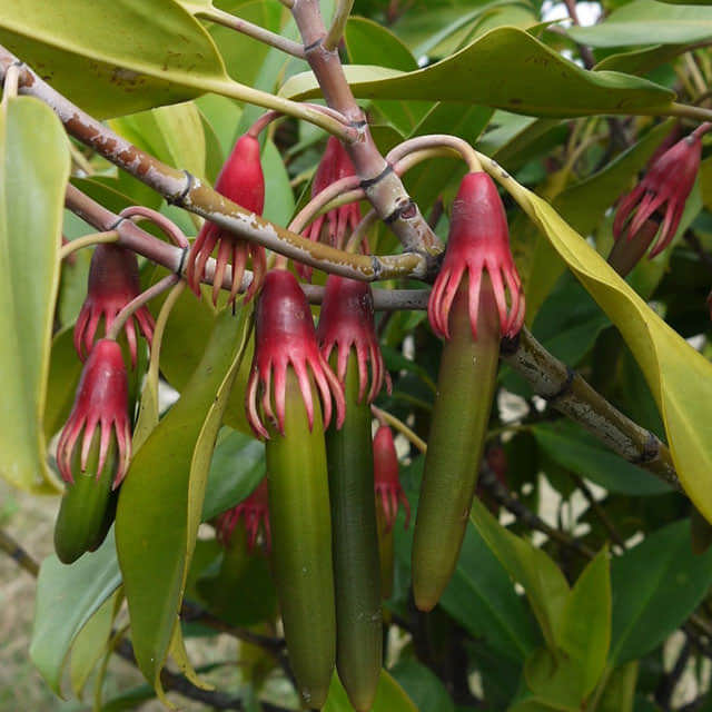 Bruguiera gymnorrhiza