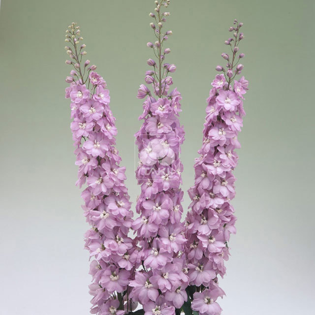 Delphinium Aurora F1 Mauve White Powder