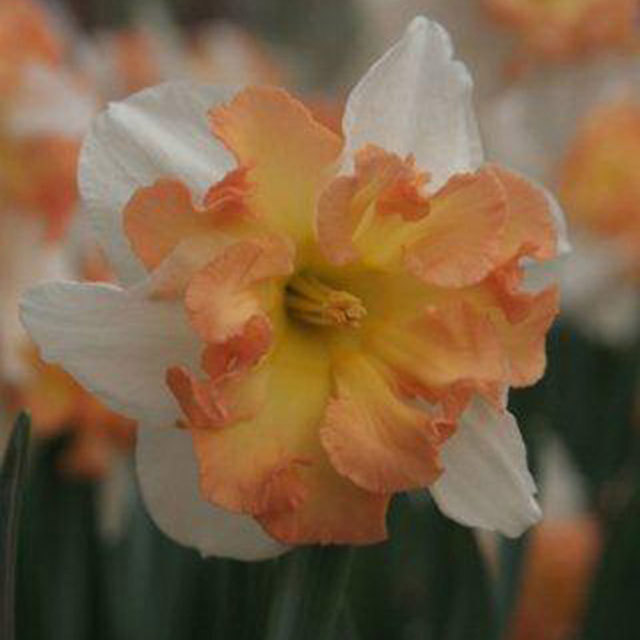 Narcissus Taurus