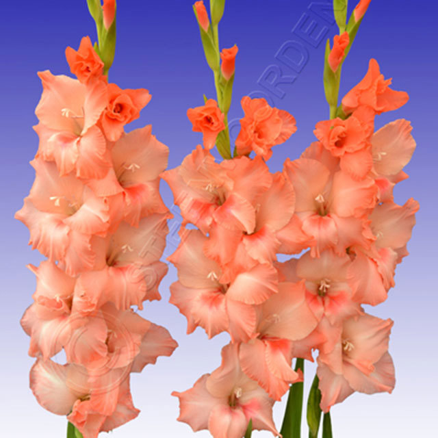 Gladiolus Chanson