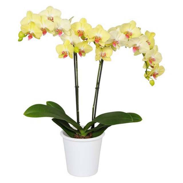 Phalaenopsis Novara