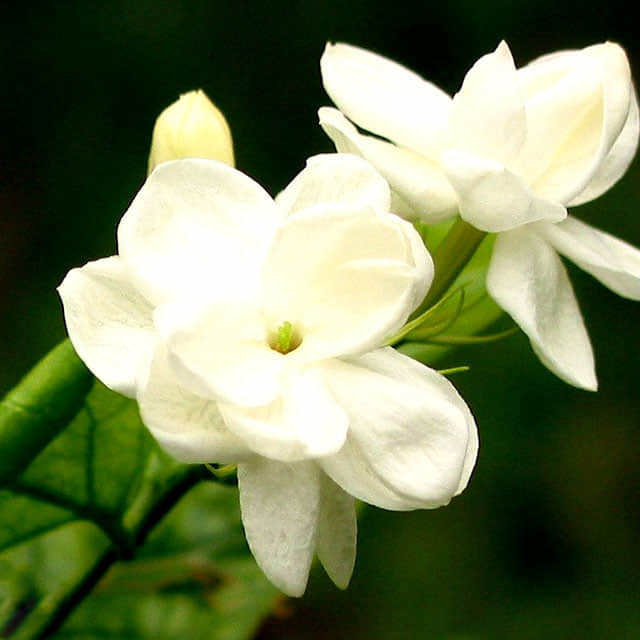 Clematis macropetala