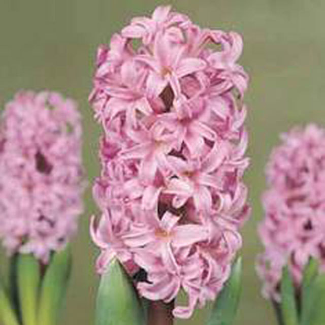 Hyacinthus orientalis Anna Lisa Tiny Black Flies