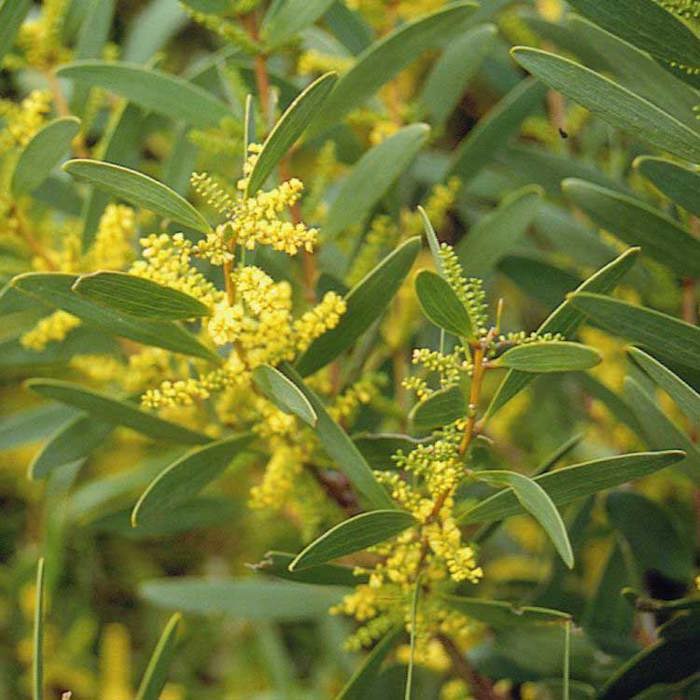 Acacia longifolia